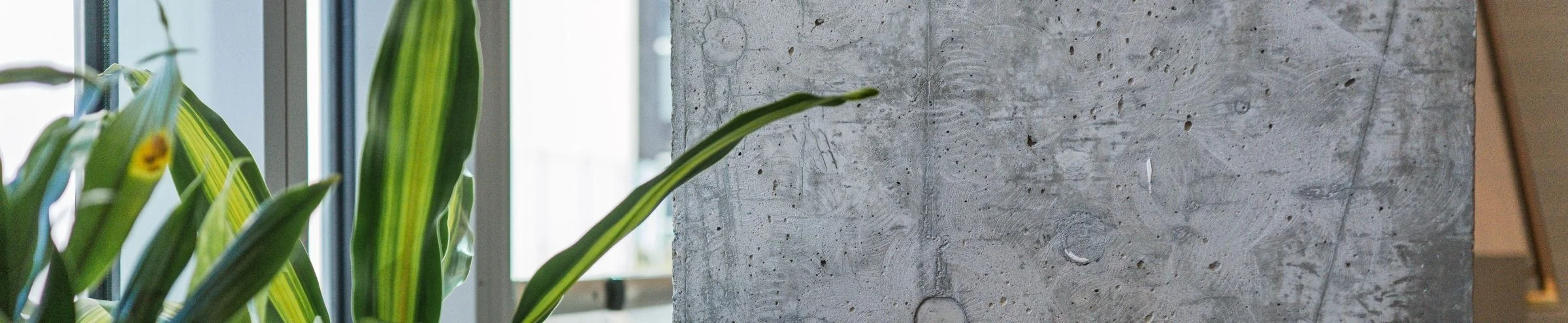 Plant and concrete